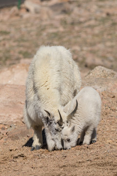 Mountain Goat Nanny and Her Cute Kid