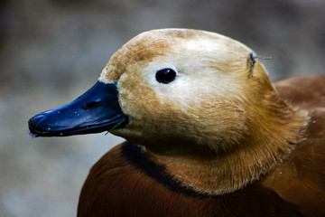 Duck 10