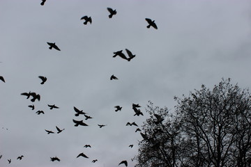 a flock of birds in the sky