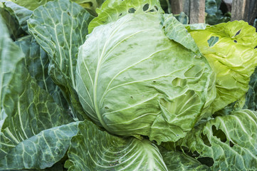cabbage in the garden