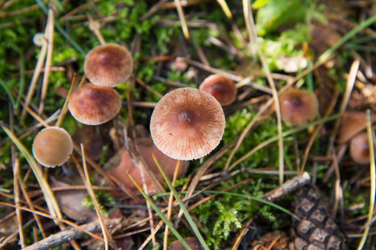 Pholiotina rugosa mushrooms