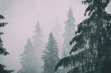 Foggy morning summer landscape with fir trees, seasonal travel hipster background