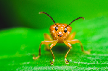 cucumber beetle on green leaf. cute insect nature background.