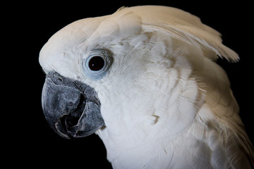 Umbrella Cockatoo