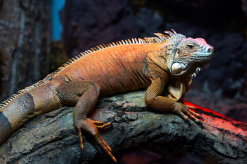 Iguana