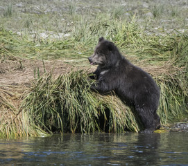 Brown Bear Cub