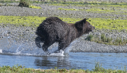 Brown Bear Chasing Salmon