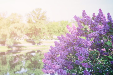 Obraz premium blooming lilac, purple, sunlight, large bush