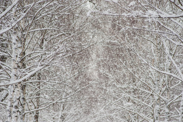 Birch trees during the snowfall in the park