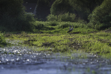 Obraz na płótnie Canvas Stork on a green meadow
