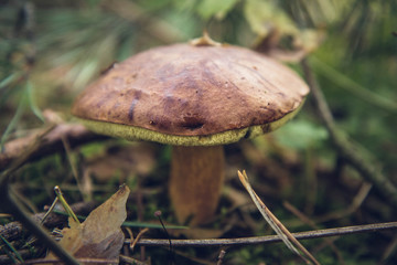 Suillus mushroom growing in a forest