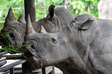 A close up of rhino. Eating grass from tourists
