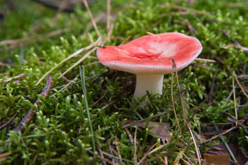 The sickener (Russula emetica)