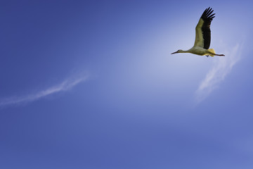Stork on the fly