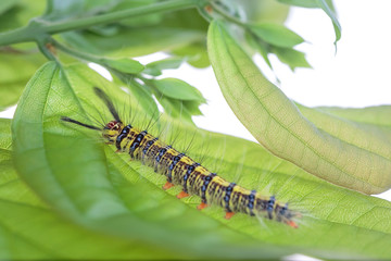 Colorful Hariry caterpillar, little worm climbing on the green leaf.