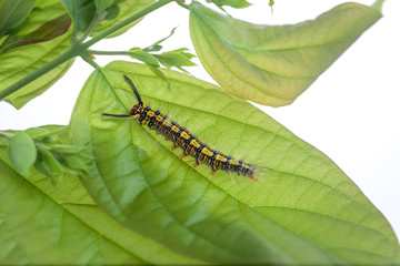 Colorful Hariry caterpillar, little worm climbing on the green leaf.