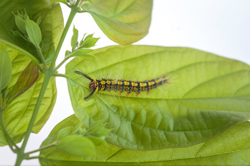 Colorful Hariry caterpillar, little worm climbing on the green leaf.