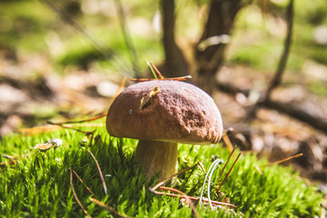 Xerocomus mushroom growing in a forest