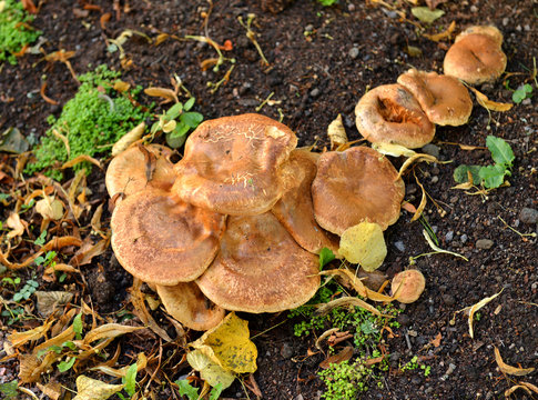 Paxillus involutus, commonly known as brown roll-rim, common roll-rim, or poison pax, is basidiomycete fungus widely distributed across Northern Hemisphere