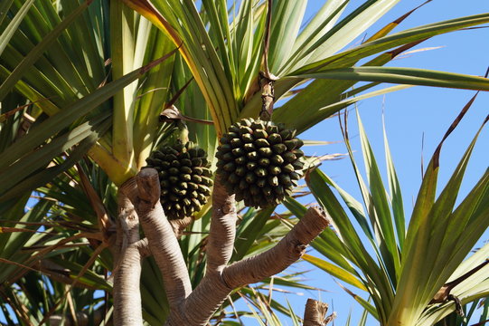 Pandanus utilis - Palmenfrucht