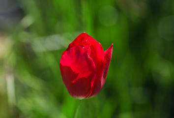 Fresh red tulip