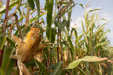 Corn growing in a field - corn cob visible