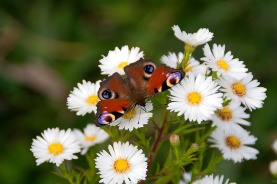 Aglais io