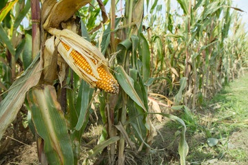 Corn growing in a field - corn cob visible