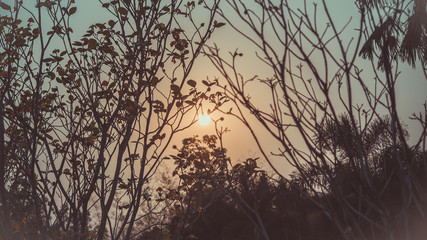 Sunrise Tree Natural View