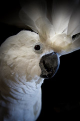 Umbrella Cockatoo