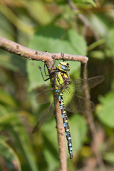 Aeshnidae (hawker) dragonfly on a branch
