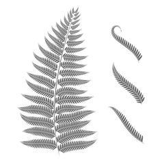 Black and white image of a fern leaf. Vector isolated objects on white background.