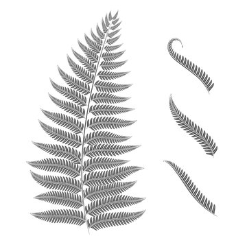Black and white image of a fern leaf. Vector isolated objects on white background.