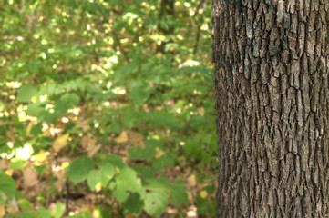 Old texture wood in the fores with green background