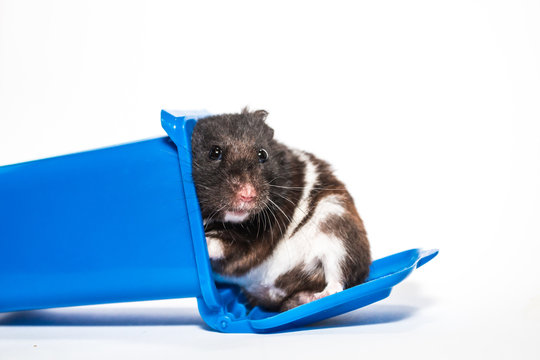Homeless black syrian hamster, inside blue container