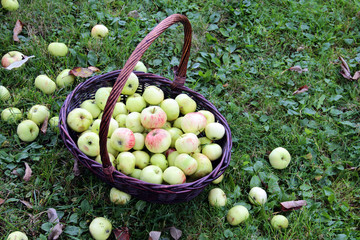 Basket of apples on the grass