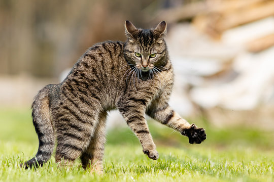 Tigerkatze in Action