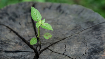 Green Leaves Growing On Tree Trunk