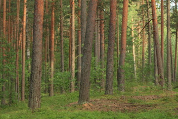 Naklejka premium Las sosnowy