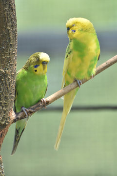 Green and Yellow True Parrots on a Tree Branch