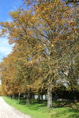 Arbres en Automne