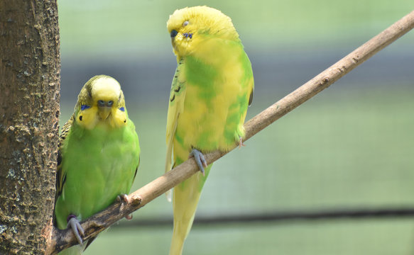 Bright Green and Yellow Common Parakeets Perched in a Tree