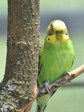 Green and Yellow Common Parakeet in a Tree