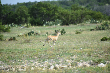 Black Buck Doe Antelope 