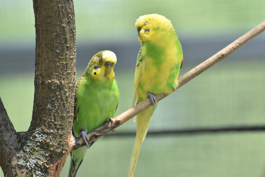 Striking Yellow and Green Budgie Couple Together in a Tree
