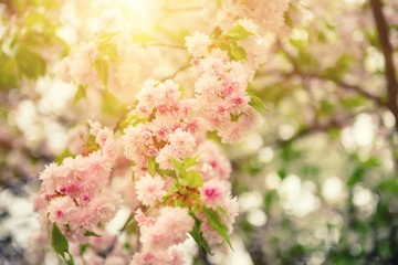 Fresh pink flowers of sakura growing in the garden, natural spring outdoor background with sun shining and copy space