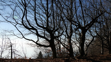 Alberi spogli nel bosco