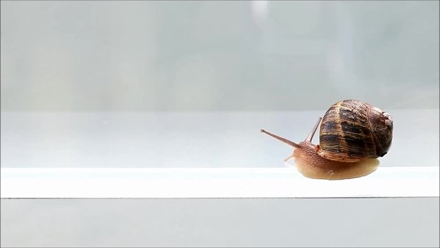 snail Helix pomatia macro
