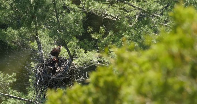 Looking into an eagle’s nest with a river below them, the mother tears food and feeds it to her downy baby.
