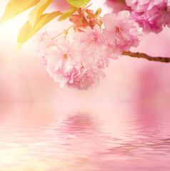 Fresh pink flowers of sakura growing in the garden, natural spring outdoor background © Roxana